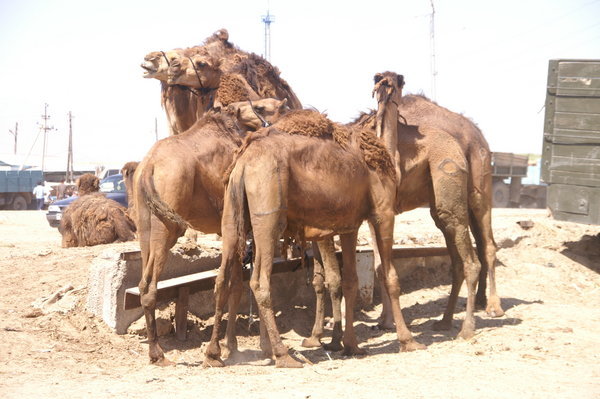 Camel Sale