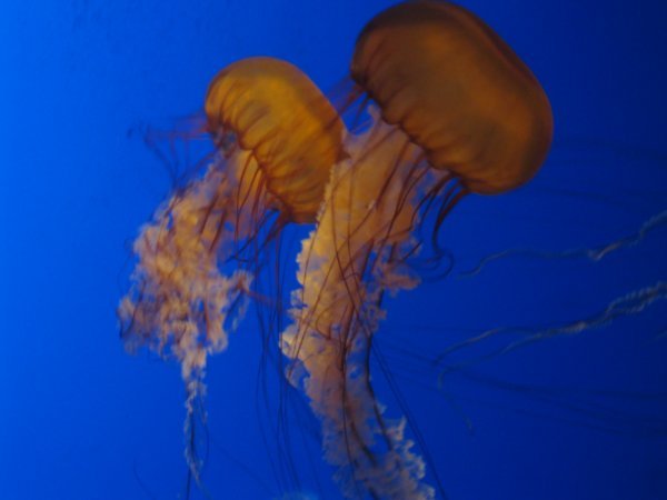 Cool jellyfish