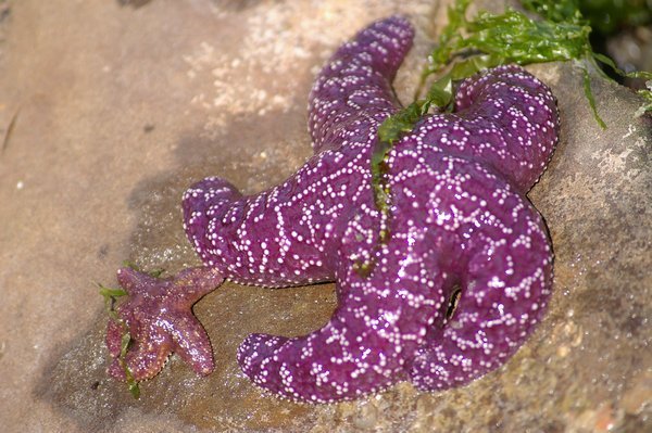 Purple starfish! Nanaimo