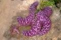 Purple starfish! Nanaimo