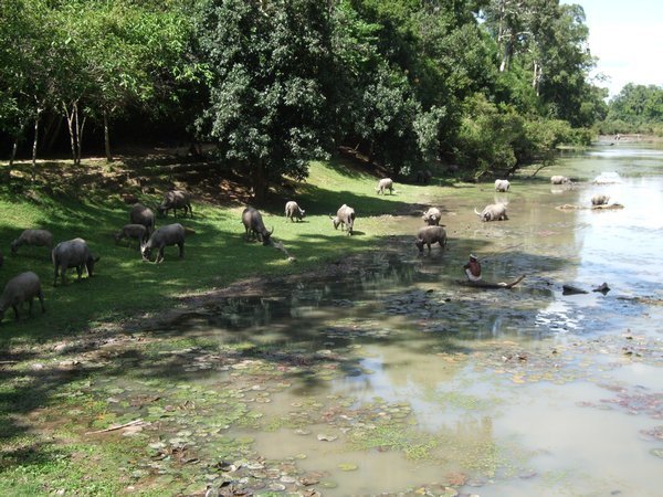 Water Buffalo in the Moat