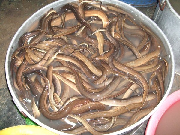 Live eels at the Non-floating Market