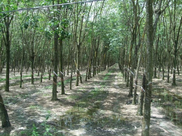 Rubber trees on way to Tunnels