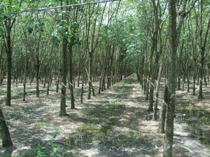 Rubber trees on way to Tunnels