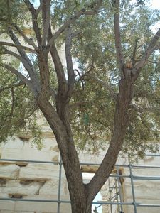 The first olive tree