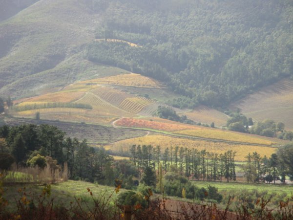 Vineyards in Stellenbosch