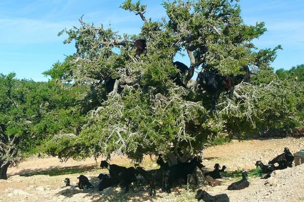 Argan tree near Sidi Kaouki