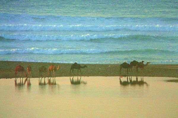 Camel herd on the beach, Tamri