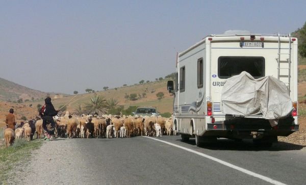 All vehicles yield to sheep