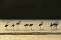 Flamingos in Souss-Massa National Park