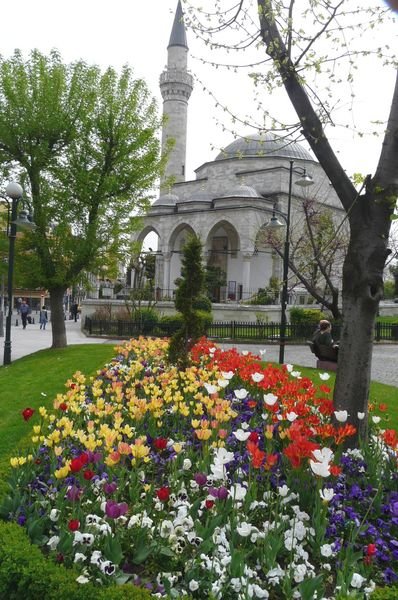 Sultanhamet tulips and mosque, Istanbul