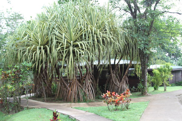 Chachagua Rainforest Hotel