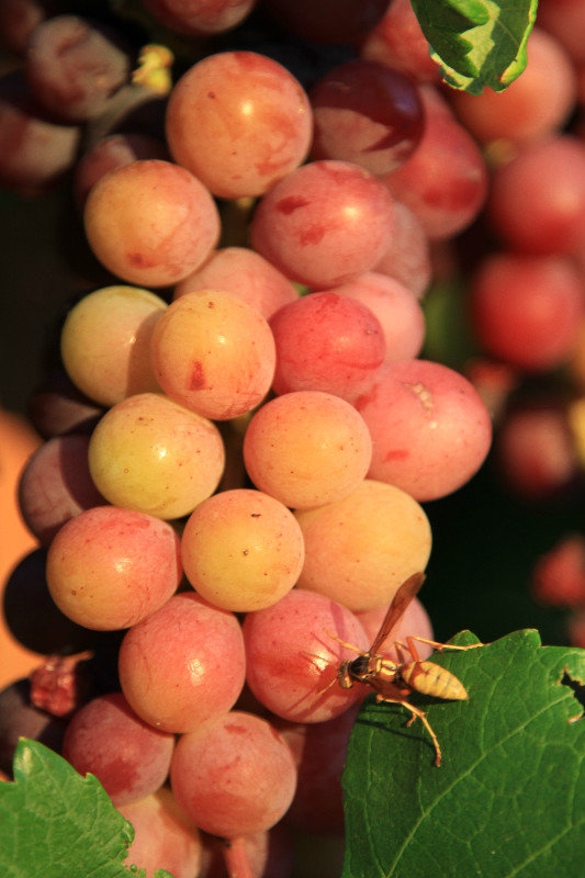 Grapes in New Mexico