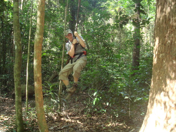 Swinging in the jungle