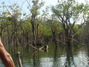 Canoing tthrough the jungle forest