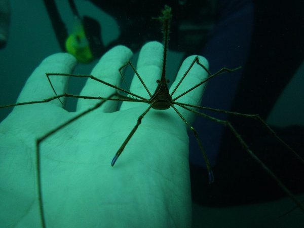Crab on my hand