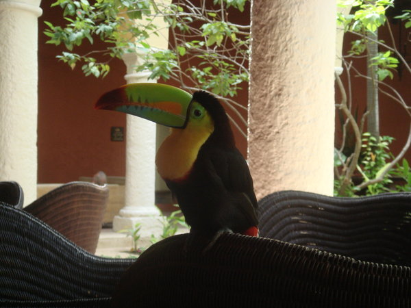 Toucan in the expensive hotel