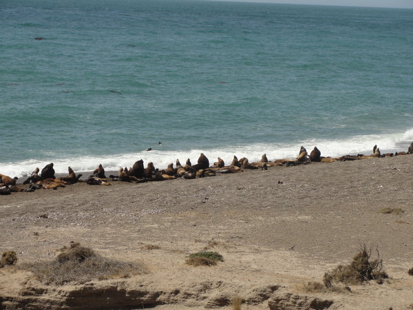 The Seals chilling on the beach