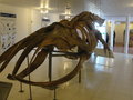 The Whale skeleton in the museum