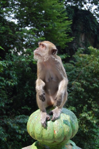 Monkey at Batu Cave
