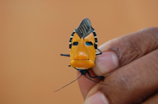 Man Face Beetle - looks like an African mask