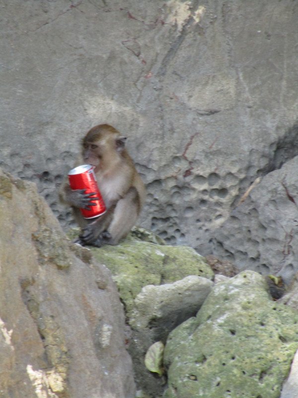 Monkey Likes Cola? 