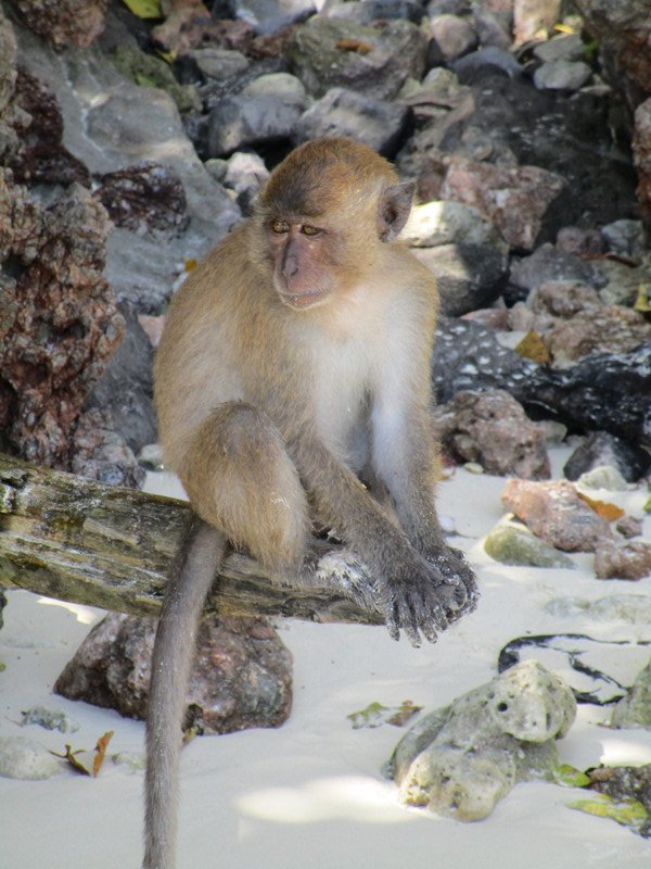 This Sweet Looking Monkey Could Bite and Claw Anyone at Anytime