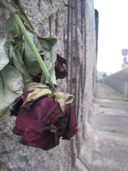 Rose left by remains of the wall