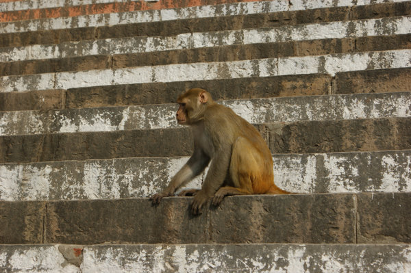monkey on the steps