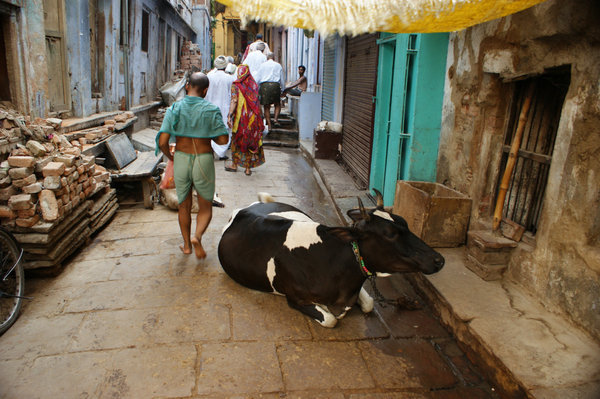 cow in street