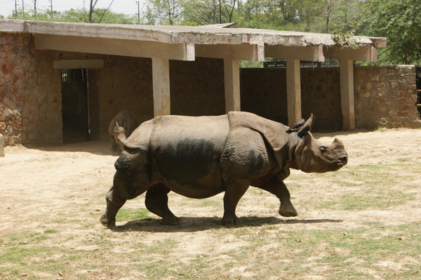 rhino!