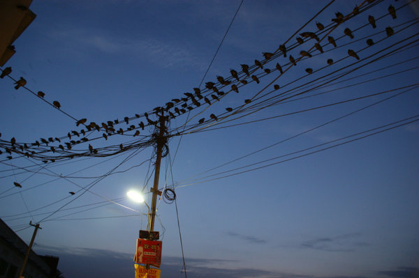 night birds on wires