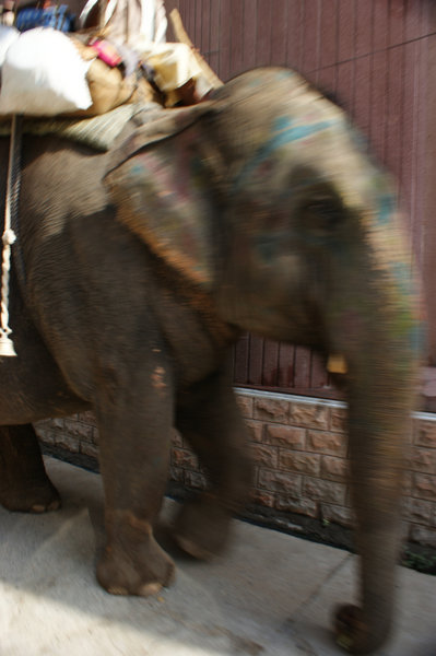 elephant in street (hatay in Hindi)