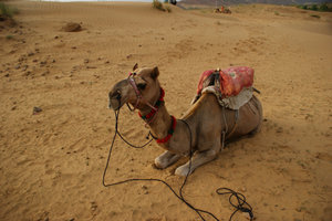 camel time