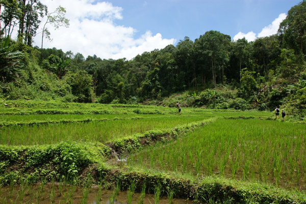 rice paddies