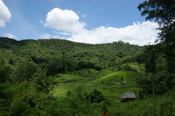 view of rice paddies