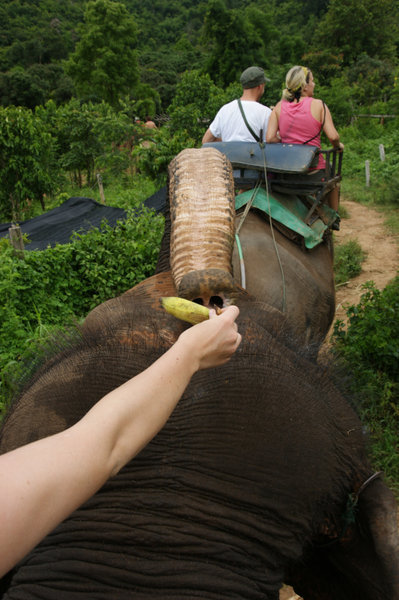 suez feeding elephant