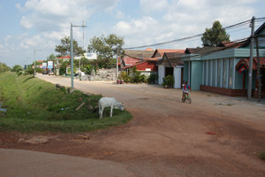 cow and street