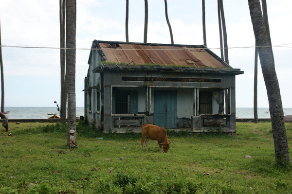 house and cow