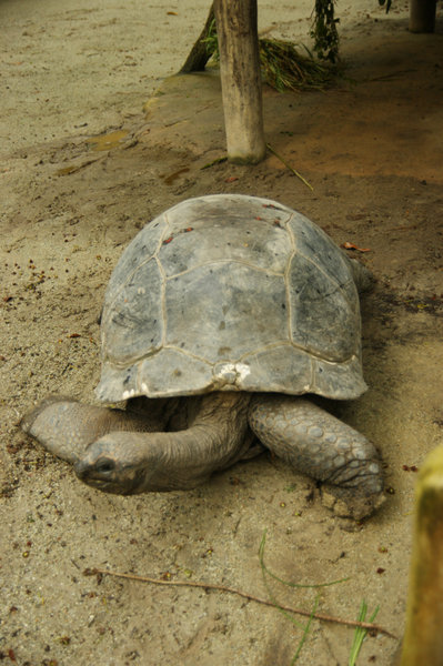 mr giant tortoise