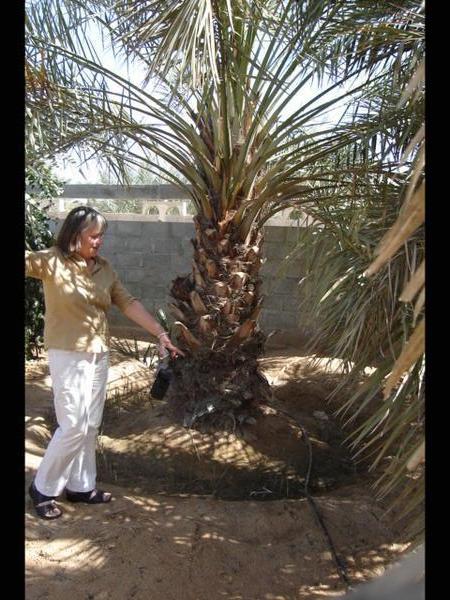 Closer look at a date palm