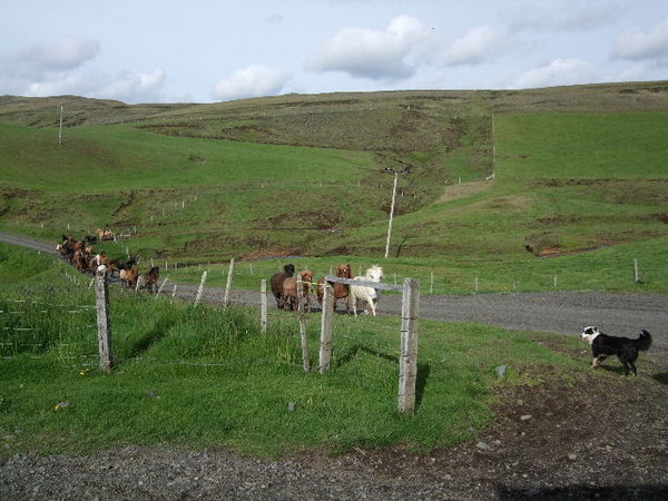 Horses being rounded up for ride 150609