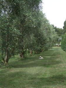 Visited olive farm, Wairarapa, Martinborough