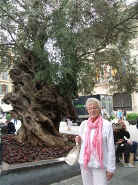 Ancient olive tree in Palma