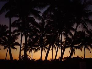 Sunset through palms
