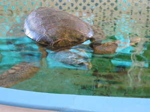 Georgia Sea Turtle Center