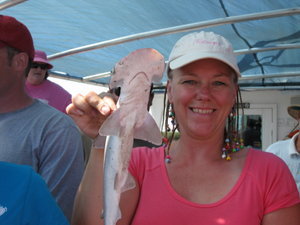 Bonnet head shark from nets on shrimp boat
