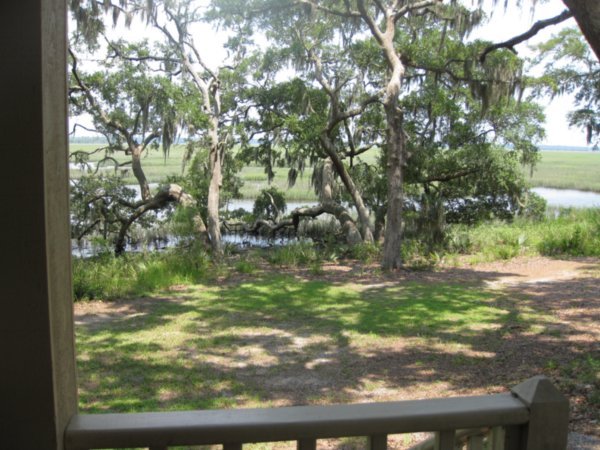 View from our back porch to the wetlands