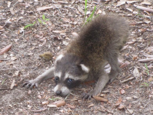 Baby resident raccoon