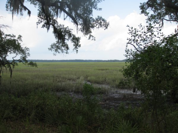 Views of wetlands form backyard
